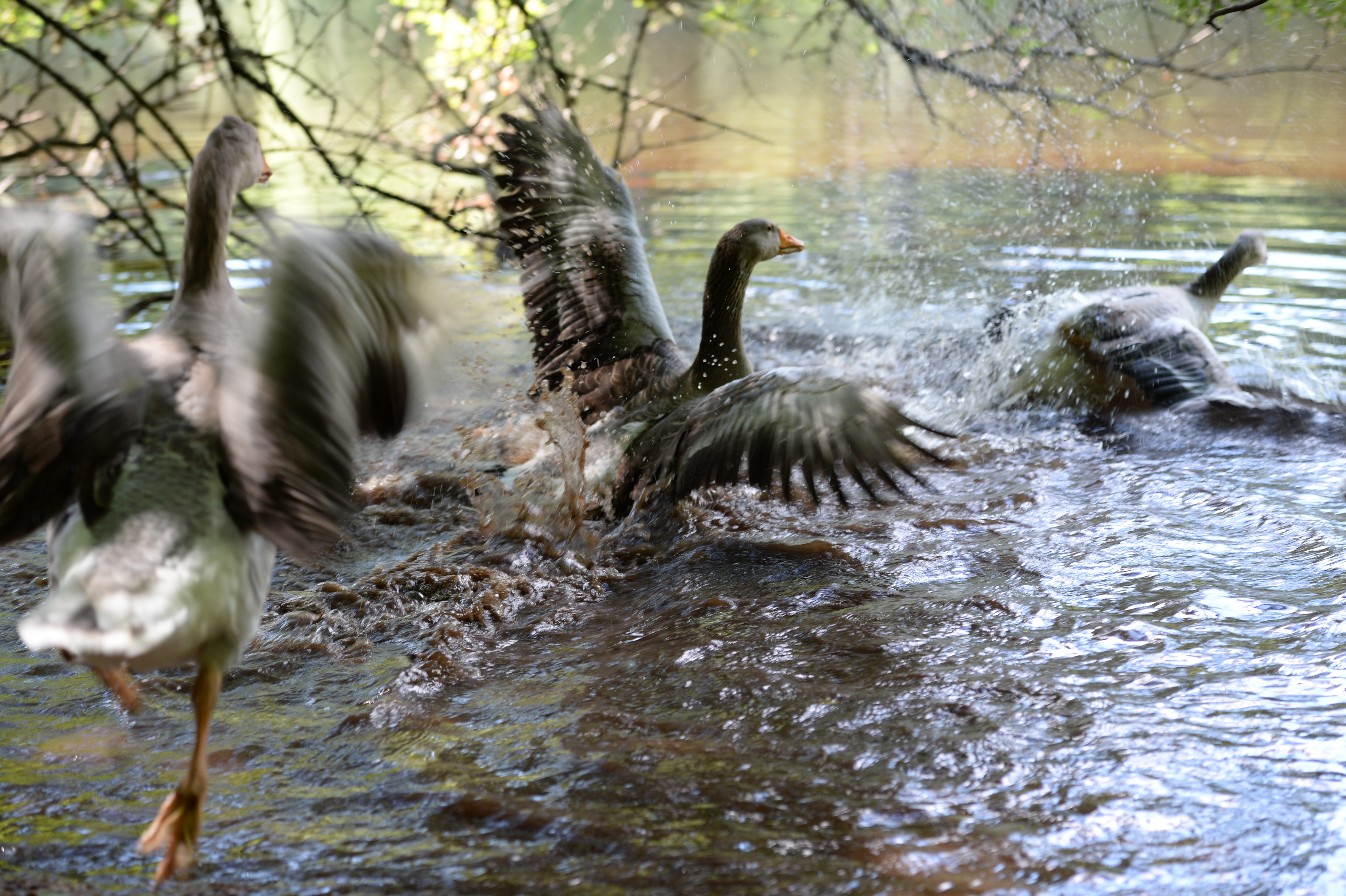French geese running