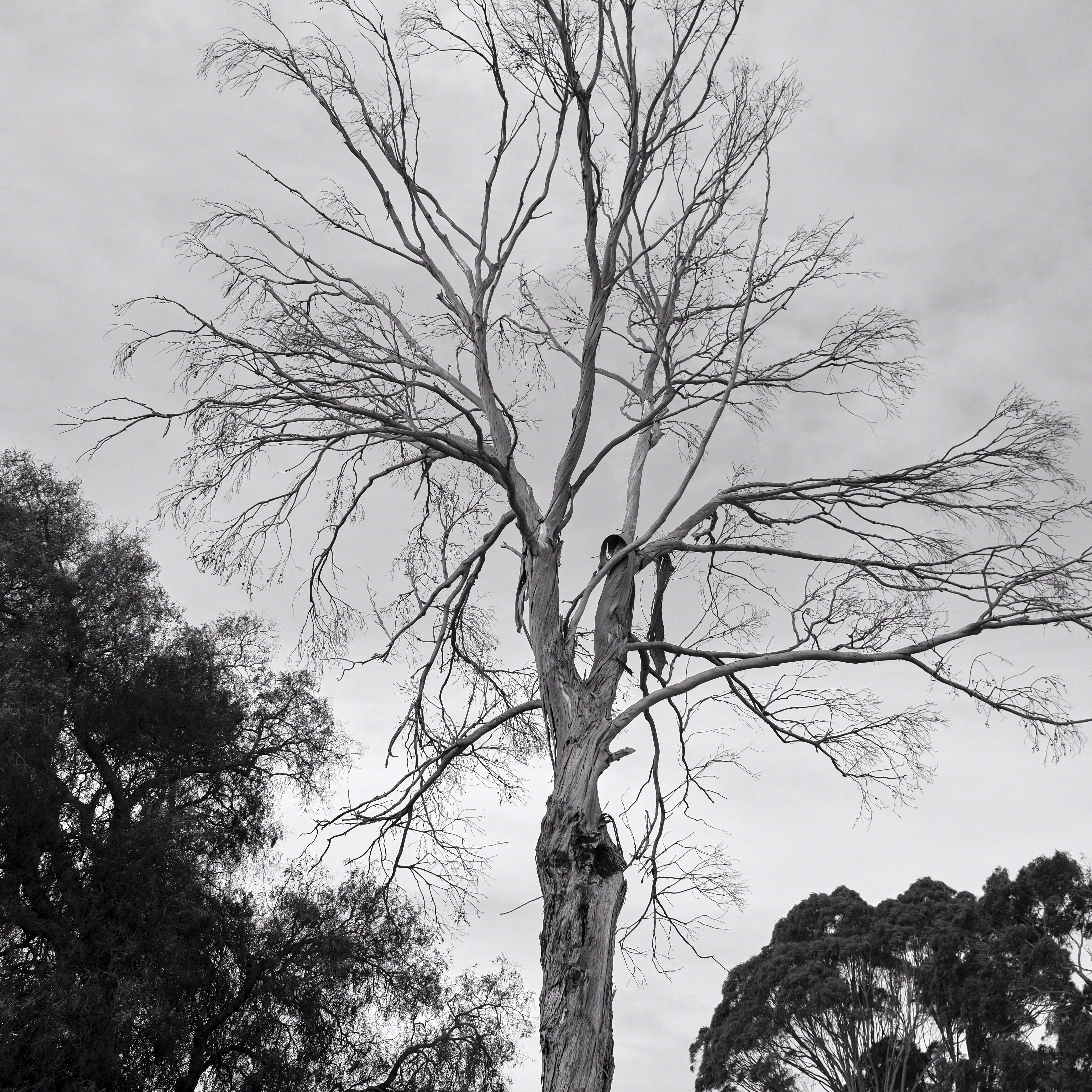 Bare tree, grey sky